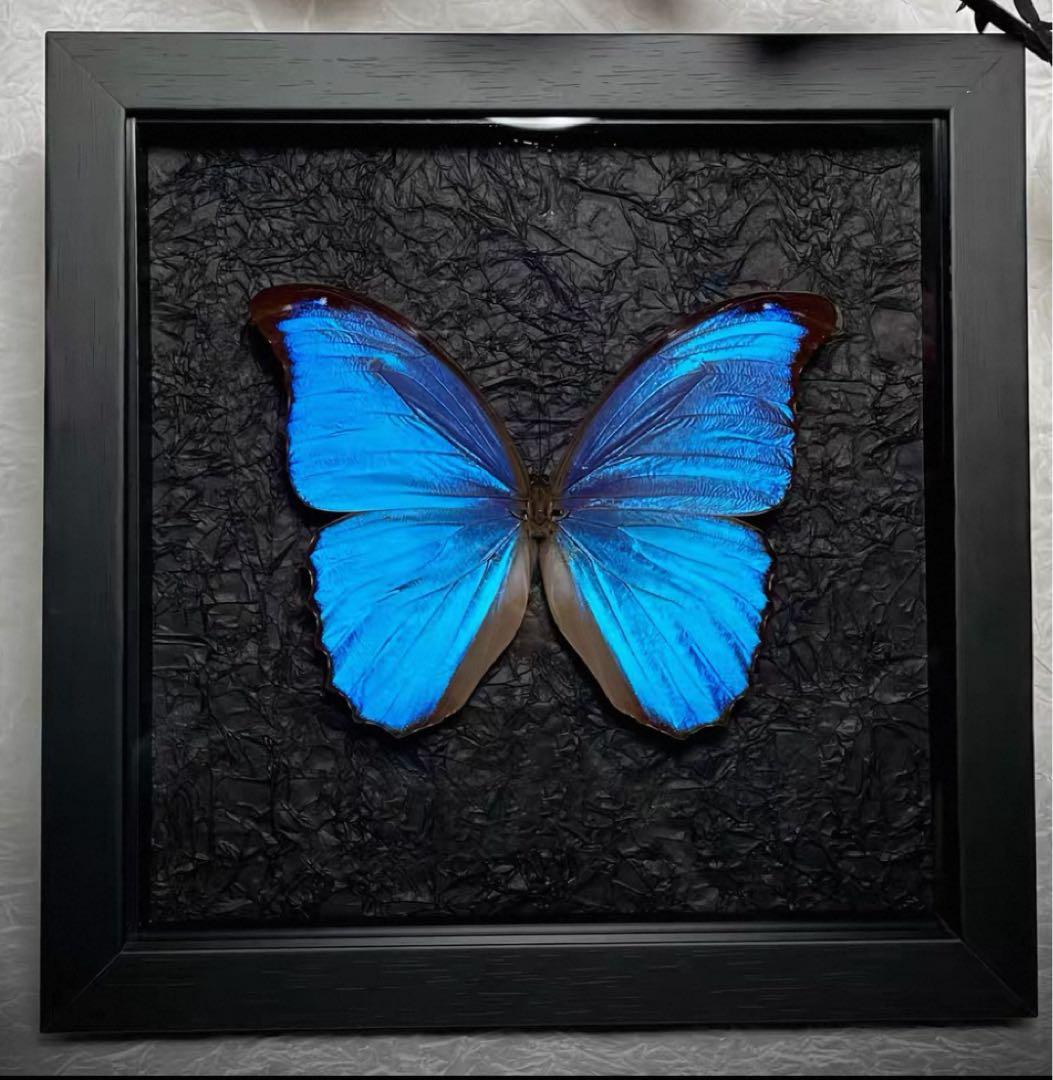 大型モルフォ蝶 標本 背景エンボス加工 大型モルフォ蝶 標本 背景エンボス加工 大型モルフォ蝶 標本 背景