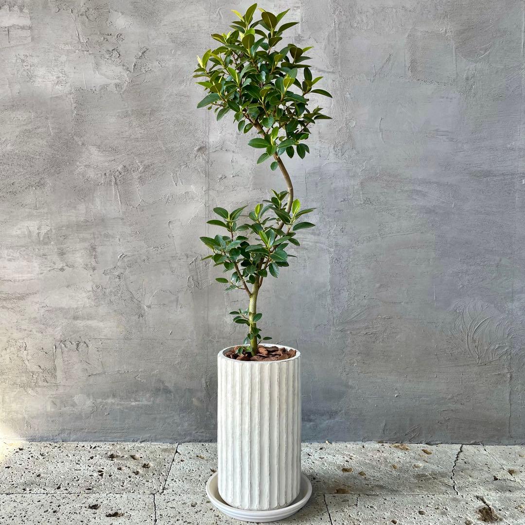 ハリー　大型　フランスゴムの木　螺旋仕立て　陶器鉢　植え込み発送 ハリー様専用 大型 フランスゴムの木 螺旋仕立て 陶器鉢 植え込み発送