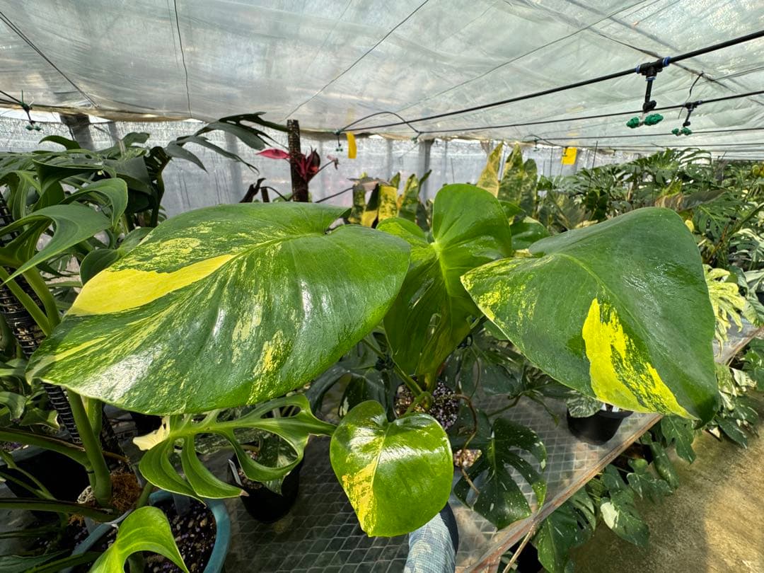 モンステラデリシオーサ イエローマリリン 黄斑入り