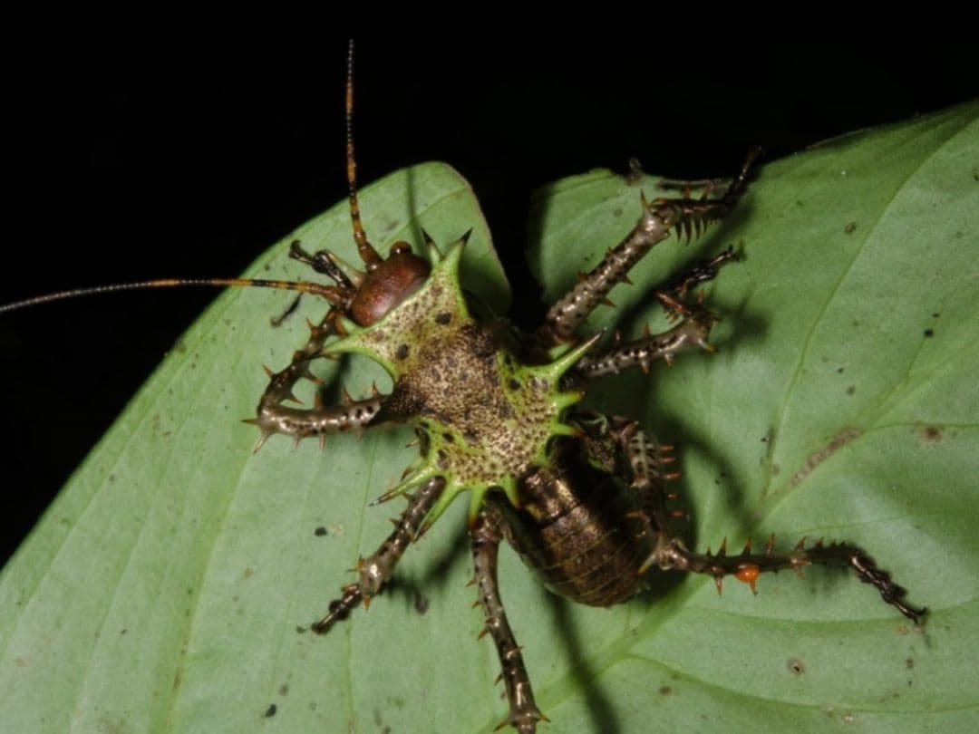 33mm】アーマードクリケット 武装コオロギ ドラゴンヘッドコオロギ昆虫