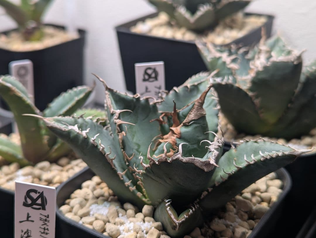 デカ株 チタノタ「惡魔 Medusa」悪魔くん プレステラ105 タグ鉢ごと