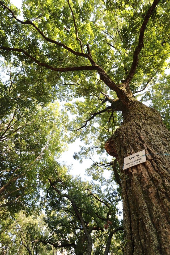 超広角レンズ Canon EF-S 10-18 f/4.5-5.6 IS STM