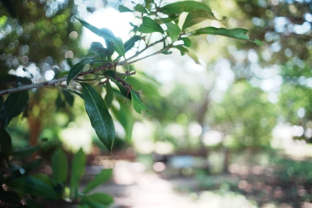 Rikenon P 28mm F2.8｜自然な色とやわらかい描写 713 新品