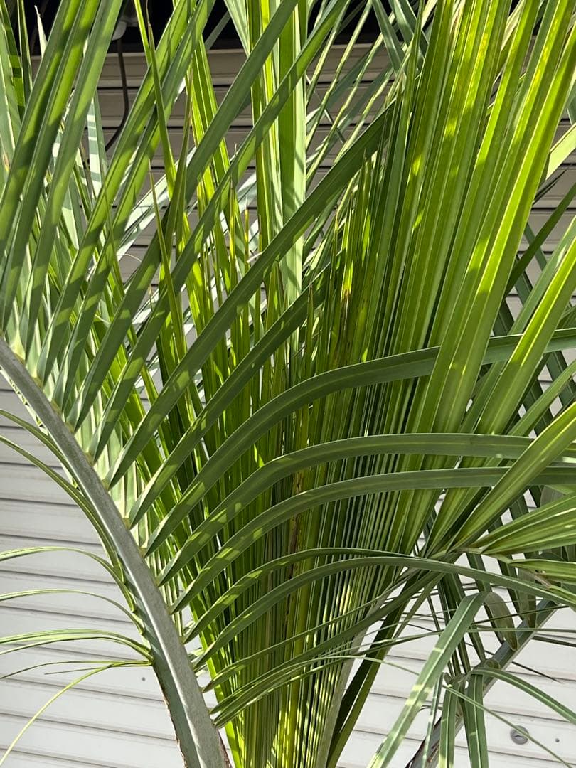 ココスヤシ 超極太株 カルフォルニアスタイル 高さ約2メール 送料込み