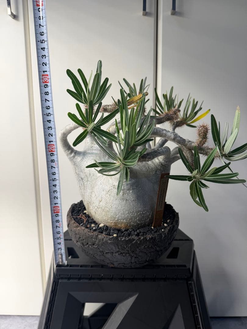 むむむさん　専用