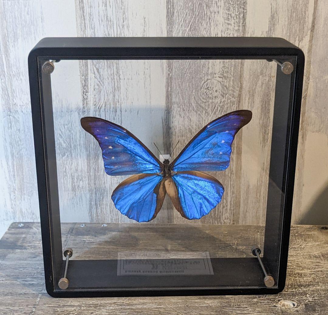 美品「レテノールモルフォ」標本 専用ケース付(ハンドメイド) - メルカリ