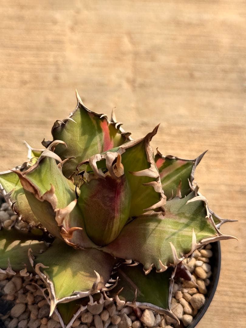 レッドキャットウィーズル 斑入り｜ピンク差し斑｜3.5寸鉢｜希少　斑入りRCW NEIGHBORHOOD - アガベ チタノタ レッドキャットウィーズル 斑入り? 4