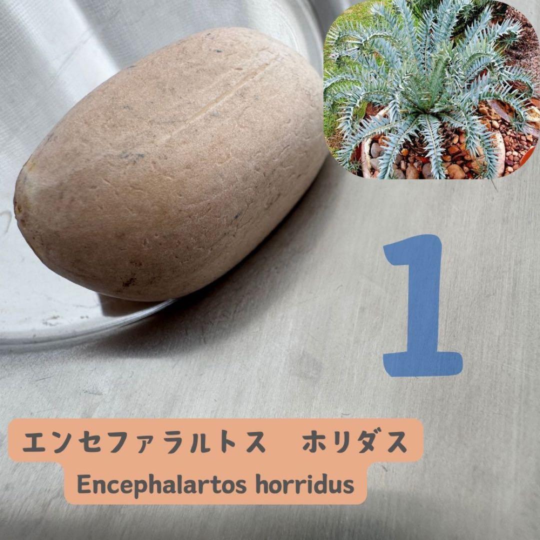 種子 希少 エンセファラルトス ホリダス horridus seed - メルカリ