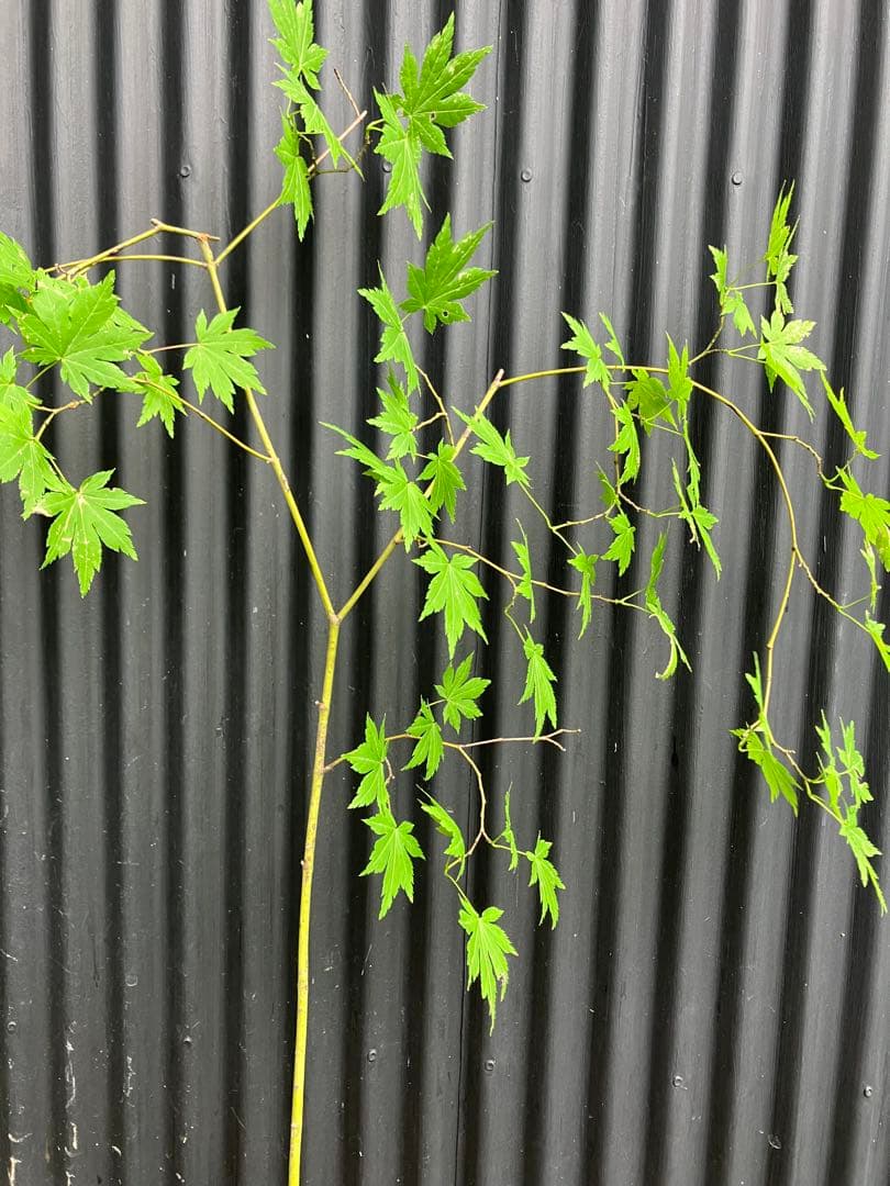 hirooo様専用です！ 山採り ヤマモミジ ウワミズザクラ 混合株 - メルカリ