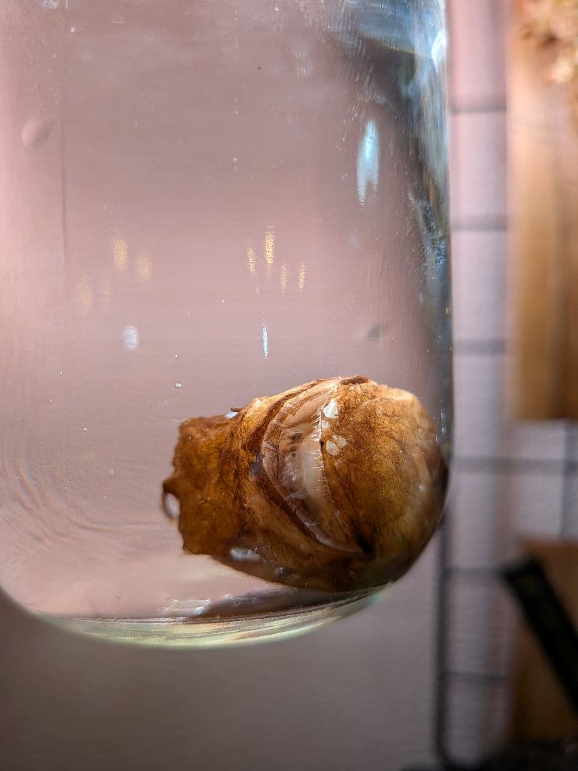 激レア深海魚】チョウチンアンコウの一種 液浸標本 - メルカリ