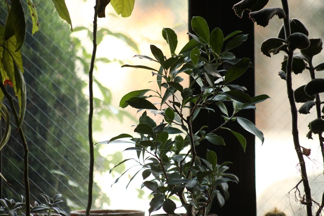 【完動品】Canon EF 75-300mm f/4-5.6 Ⅲ USM