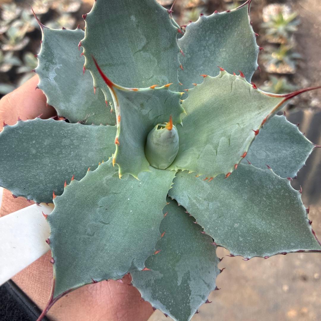 アガベ パリー トランカータ 実生 良型 ドライガーデン アガベ