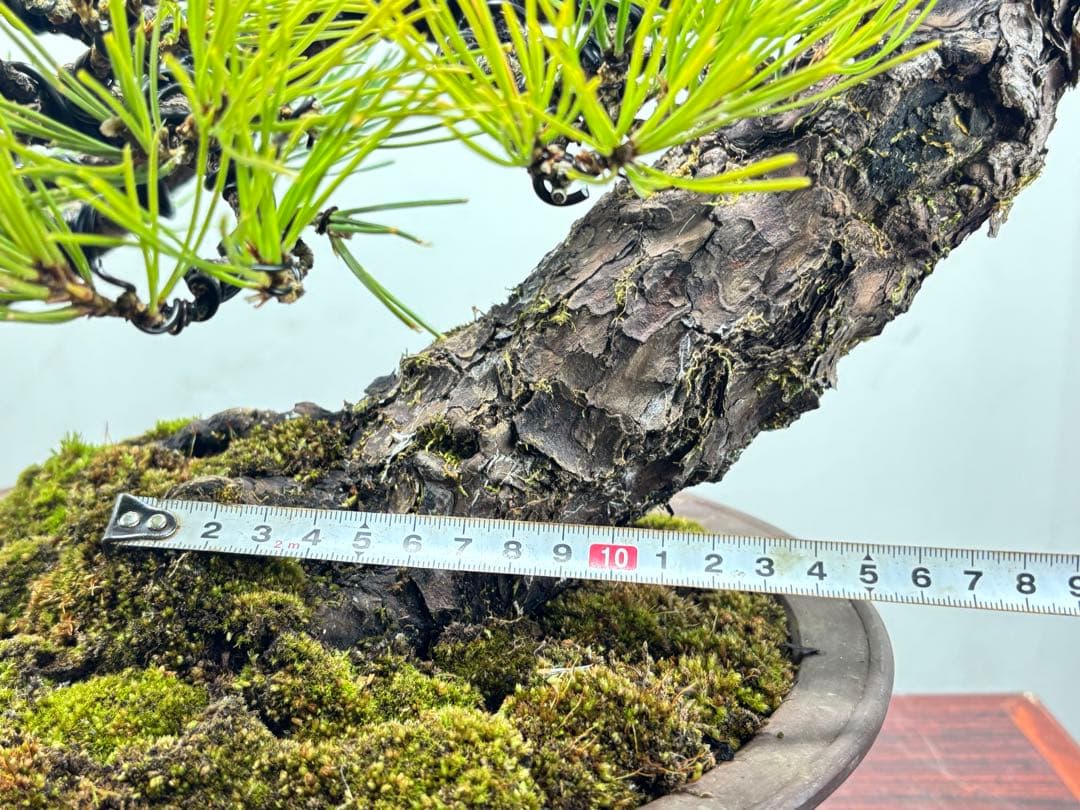 r*i様 黒松 盆栽 面白い木‼️