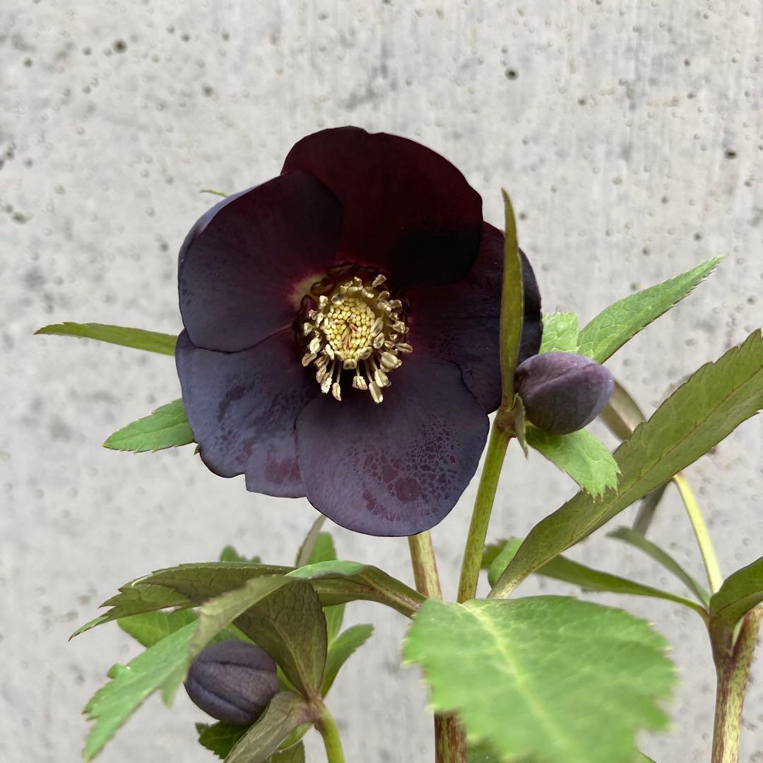 クリスマスローズ 開花株 4寸 広瀬園芸 - メルカリ