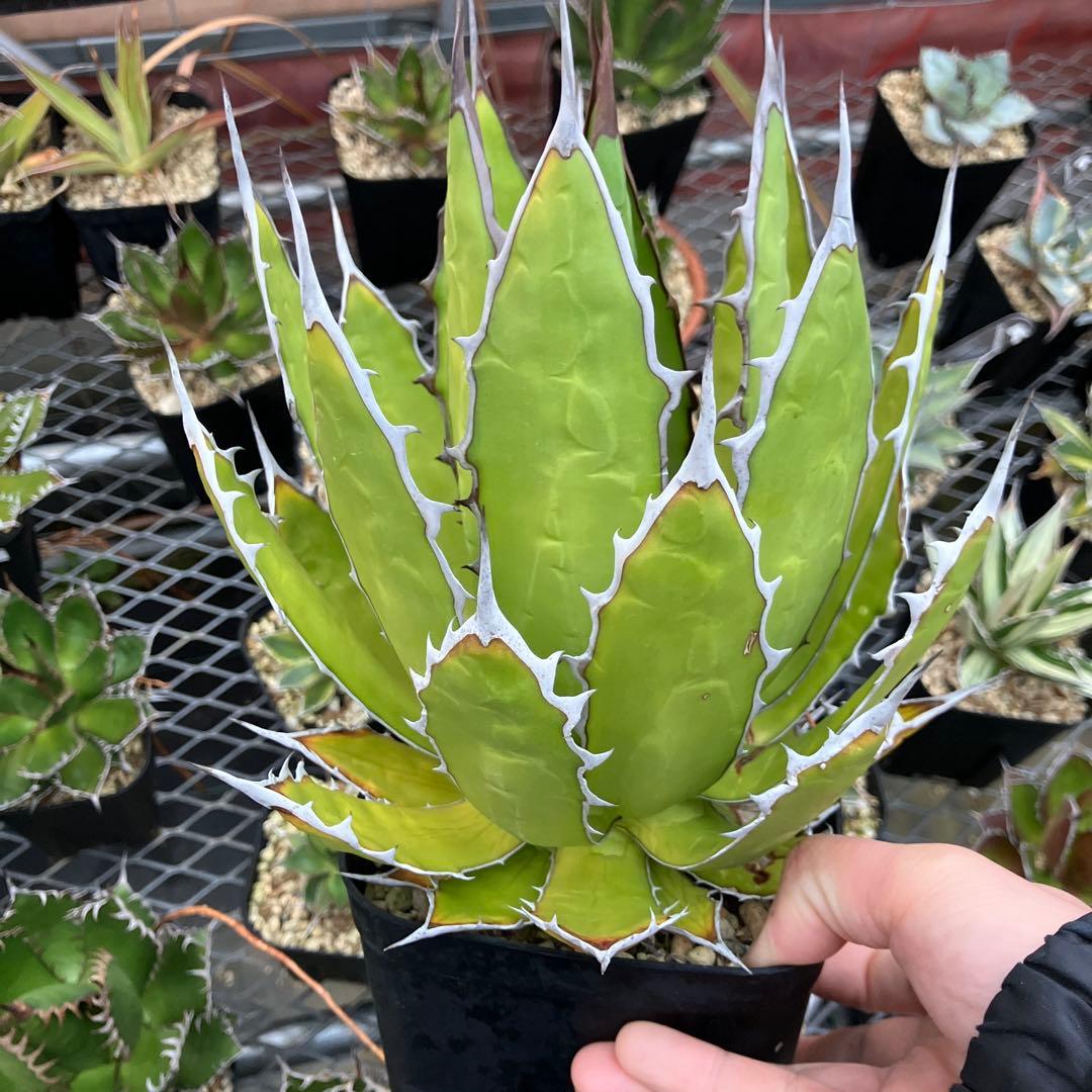 パリー ラッキーストライプ 吉祥天 斑入り 錦 アガベ ドライガーデン