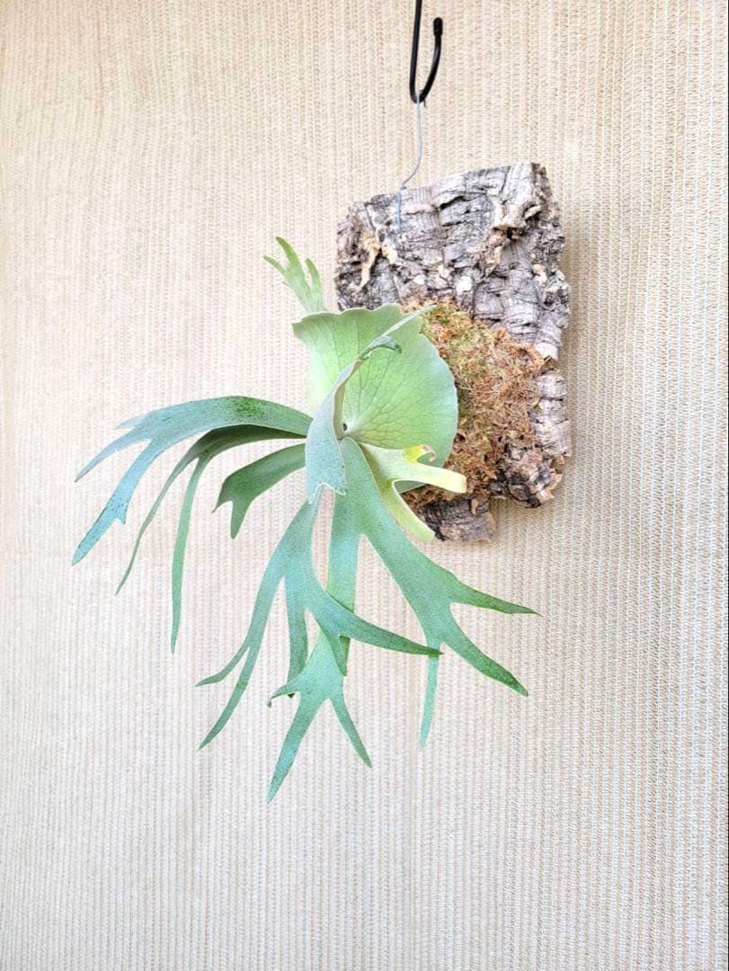 P. willinckii '月光' (月光爪哇) OCの株分け子株(pup) - メルカリ