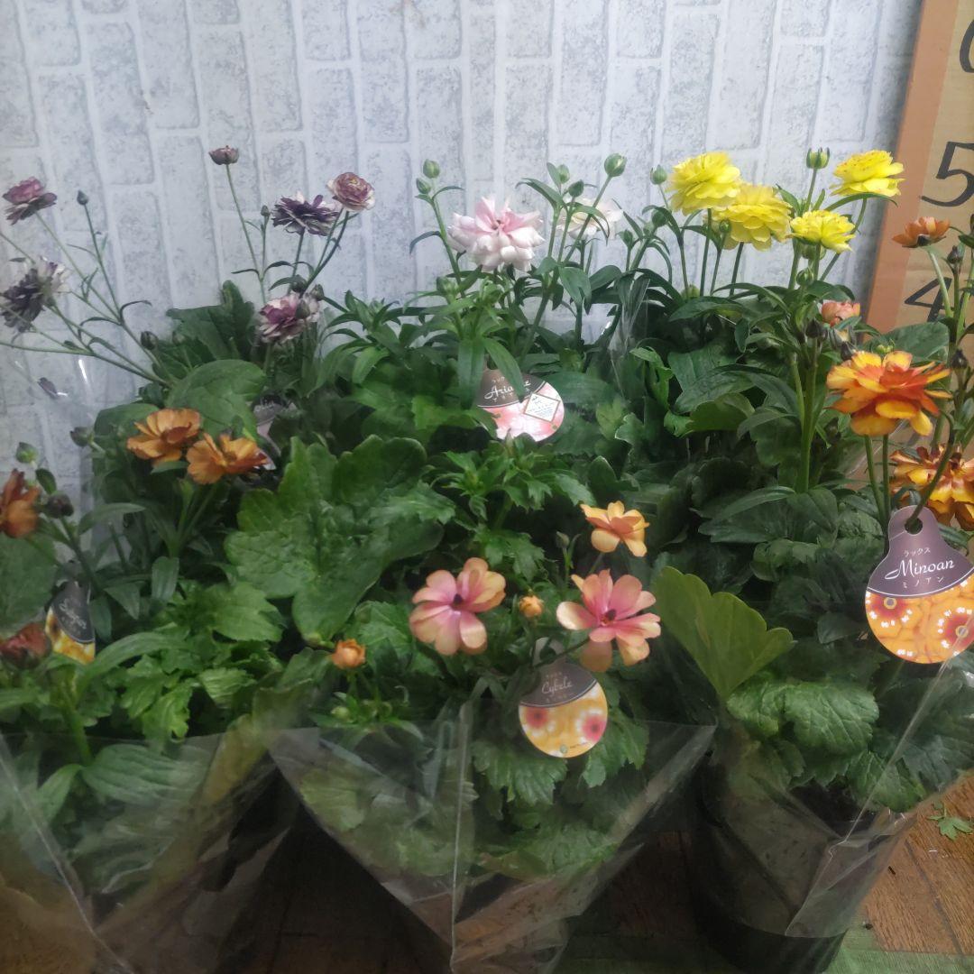 ラナンキュラスラックス⭐️6品種⭐️6鉢セット⭐️5号鉢 - メルカリ