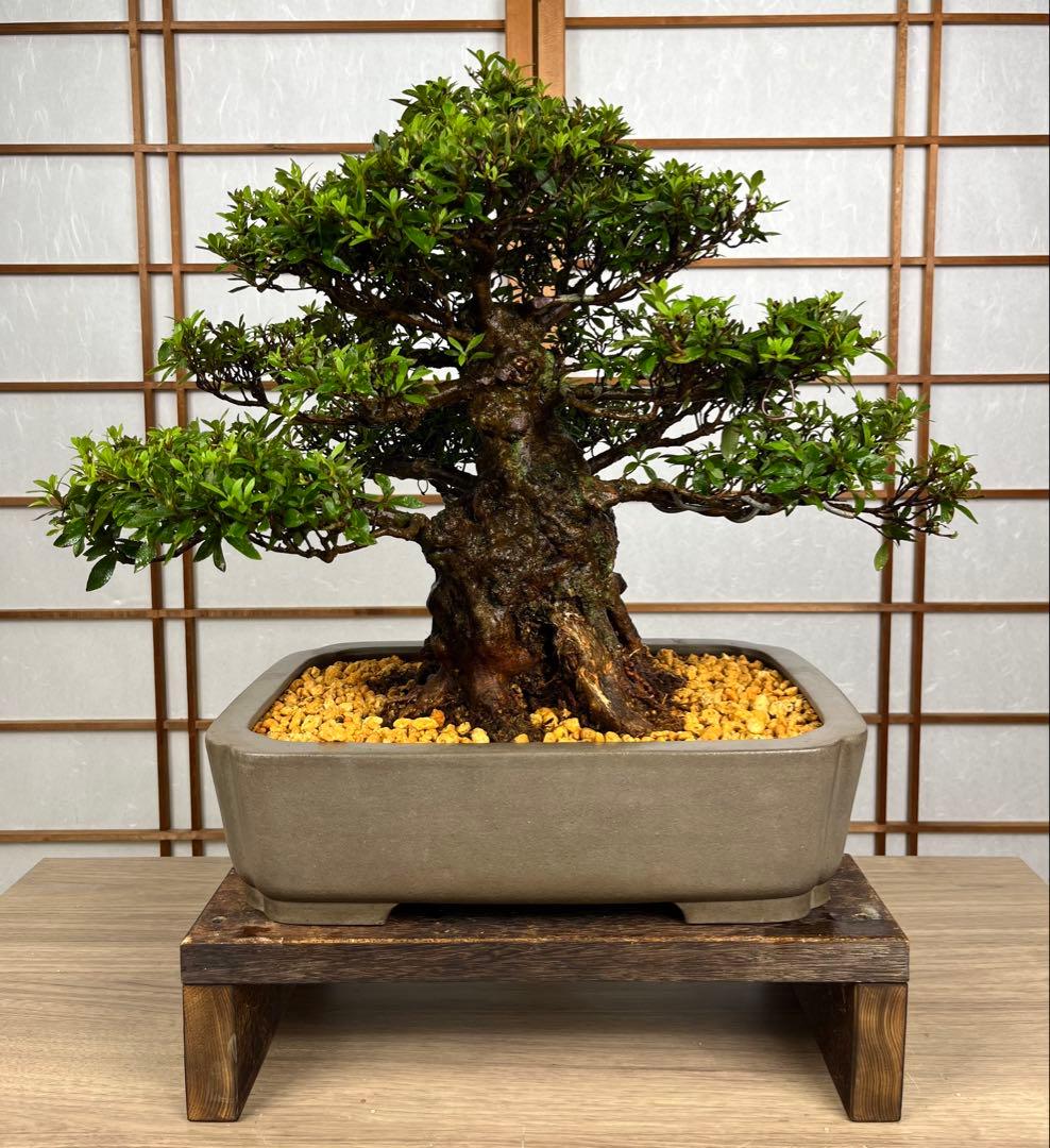 梅盆栽 日光 太幹 日光梅2023.02「梅盆栽」のアルバム-みんなの趣味の園芸