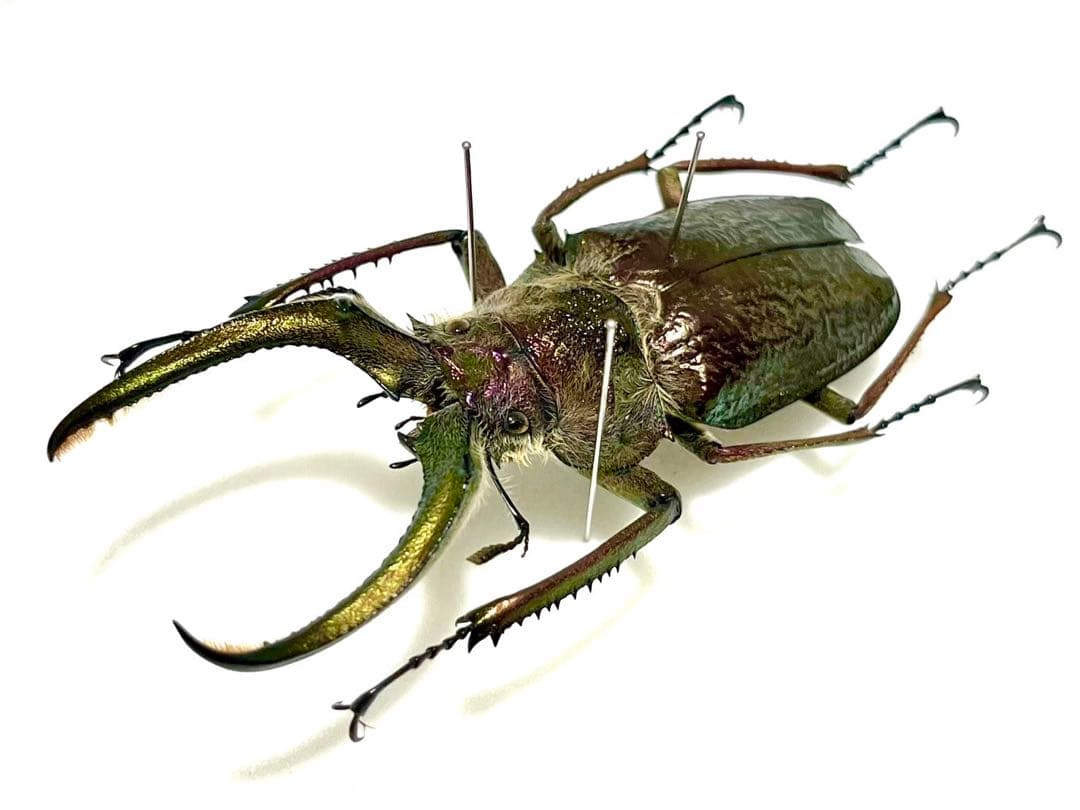 フェイスタメルシワバネクワガタ 78mm 標本 - メルカリ