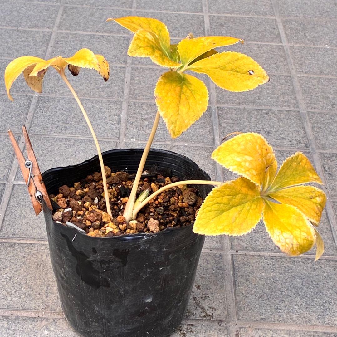 ぽ*の様 ☘️超レア☘️❤️根充実❤️⭐️超⭐️沢山新芽元気株❤️3272⭐️超