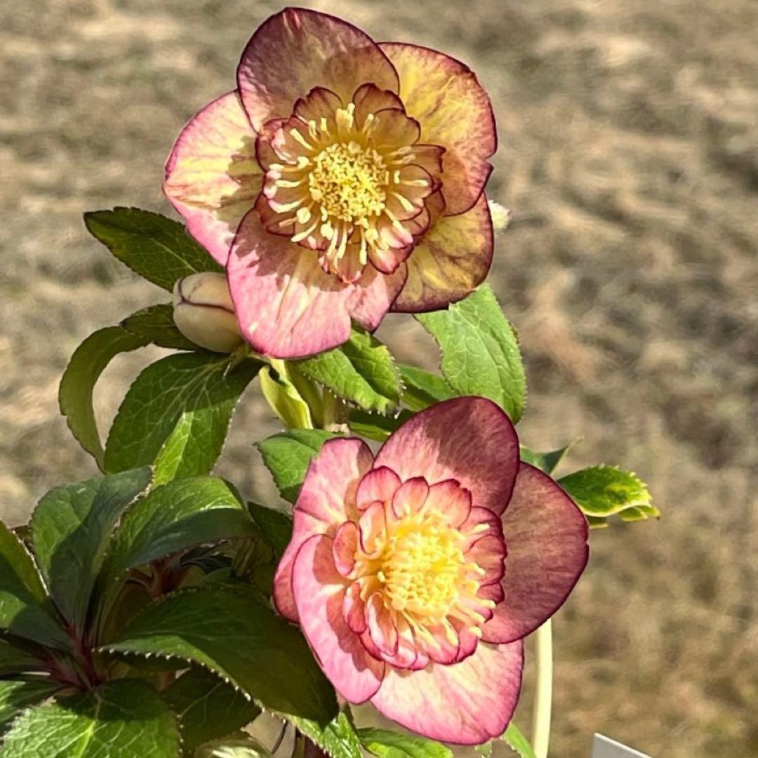 ぽ*の様 ☘️超レア☘️❤️根充実❤️⭐️超⭐️沢山新芽元気株❤️3272⭐️超