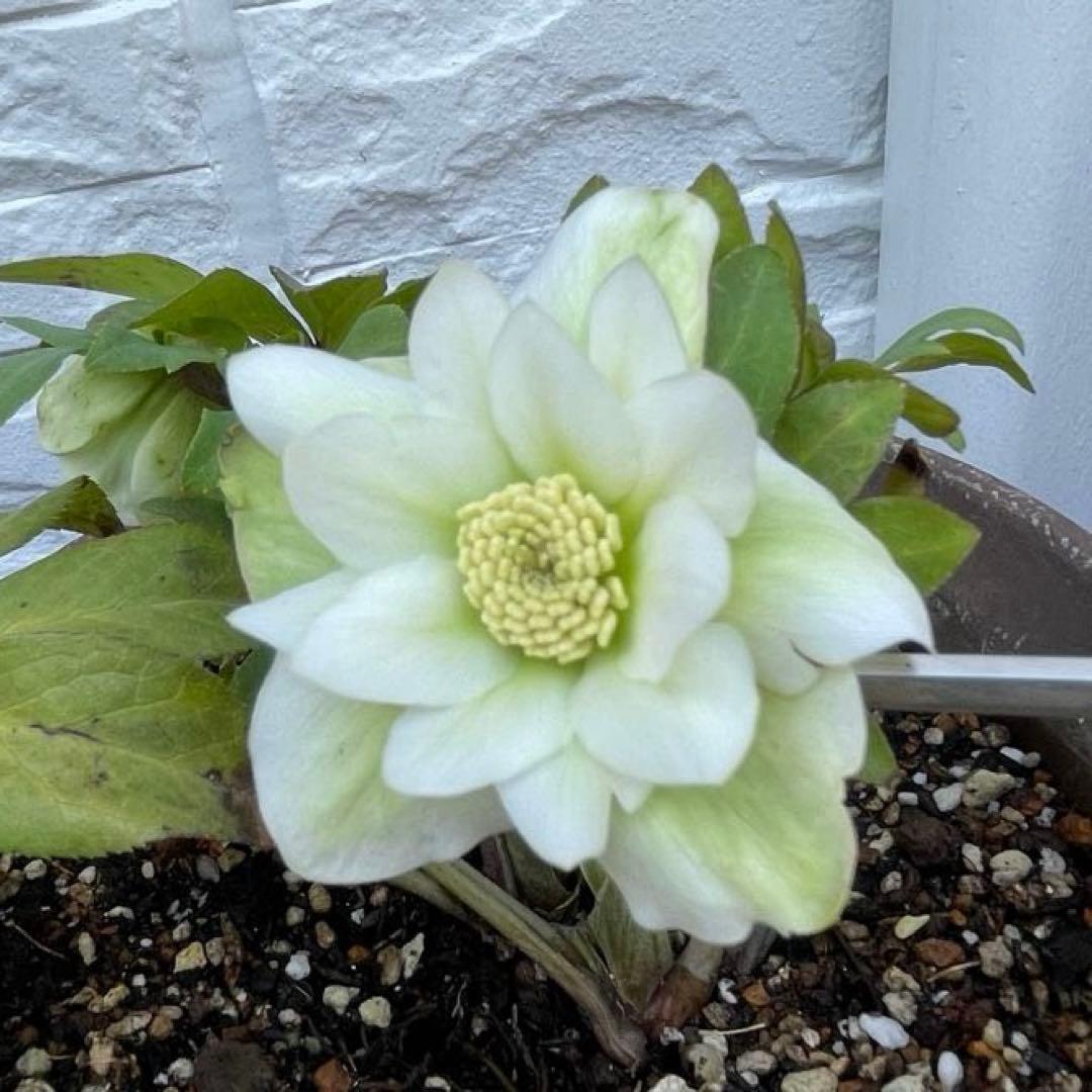 花 苗 クリスマスローズ 白 ダブル咲 株分け苗 - メルカリ