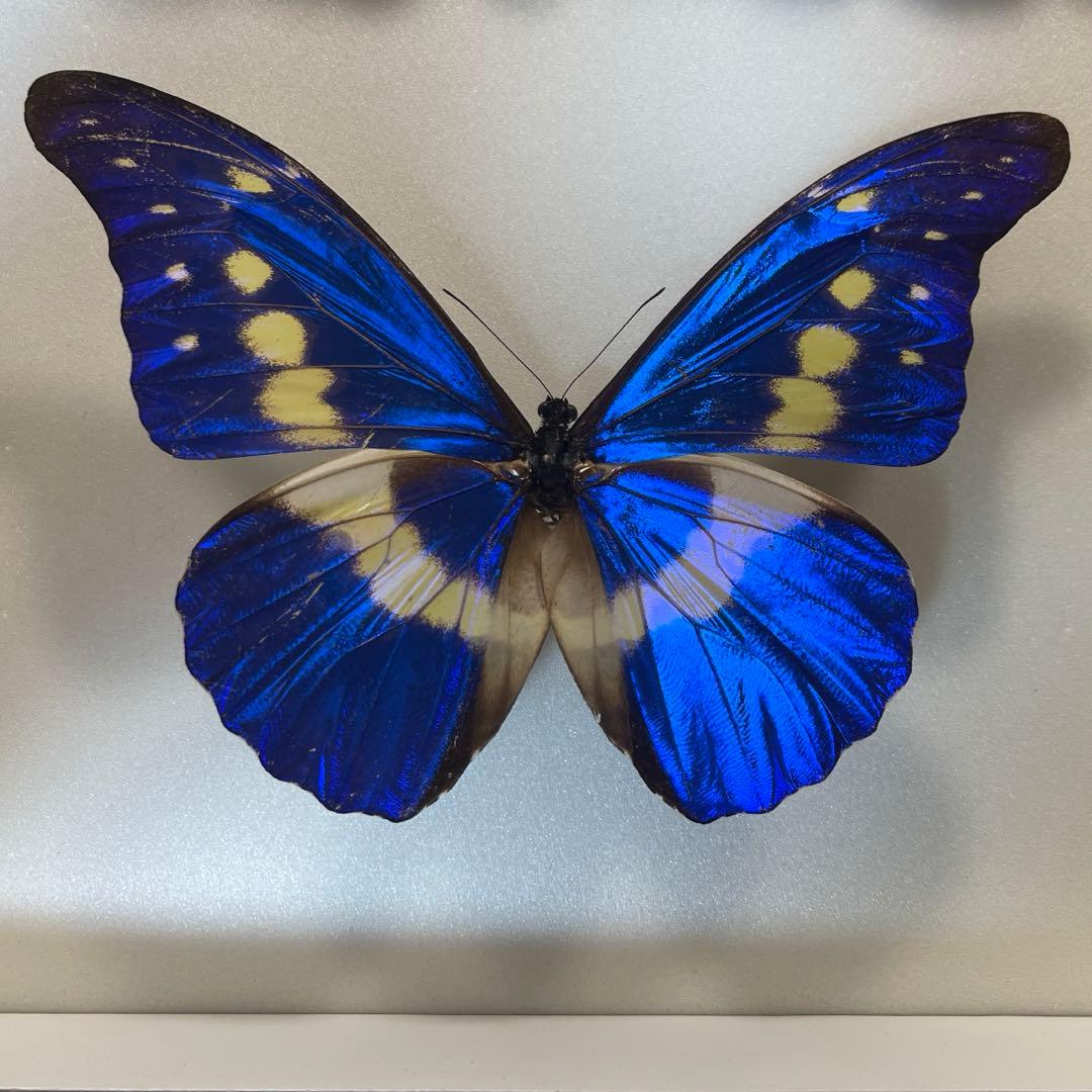 ヘレナモルフォ蝶標本 - メルカリ
