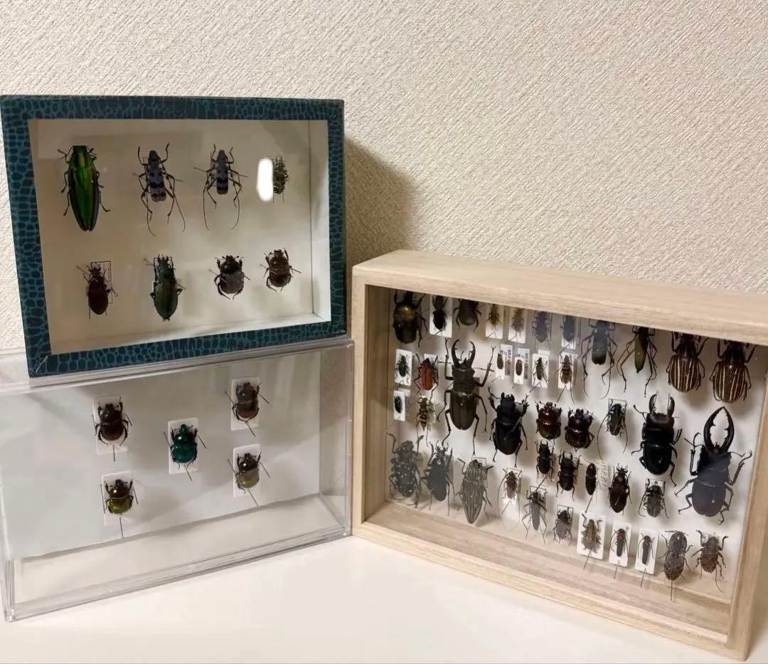 c*m様 日本産甲虫標本 多数セット 昆虫標本レアセットセール中！ - メルカリ