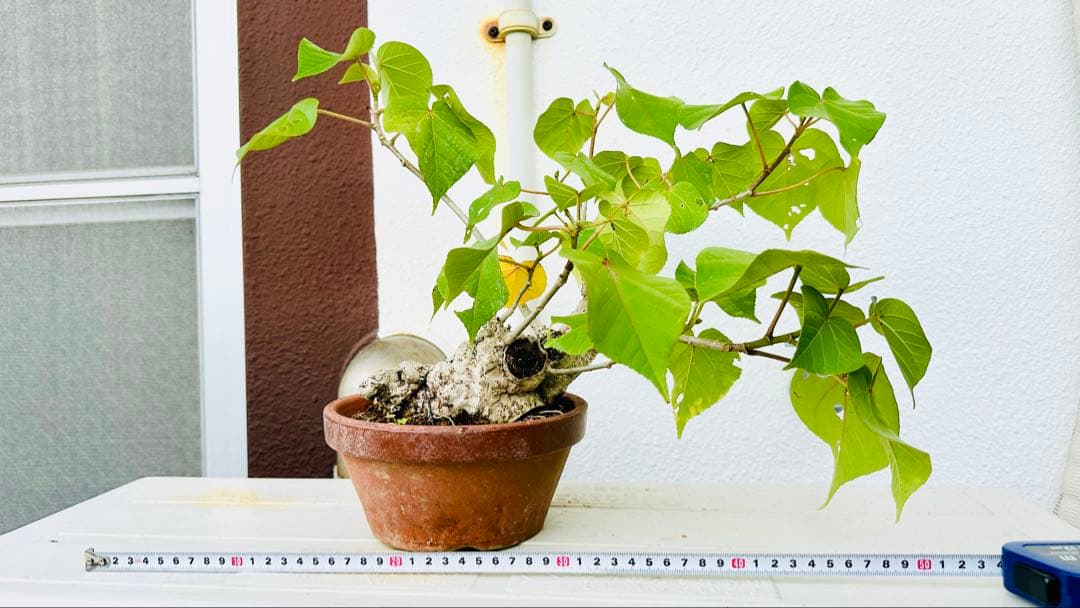 琉球盆栽 オオハマボウ