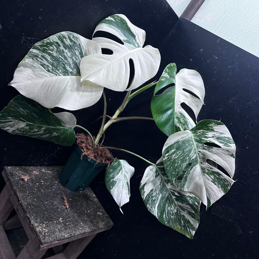 ば*ん様 斑入りモンステラ ホワイトタイガー極美大株51cm白斑多 - メルカリ