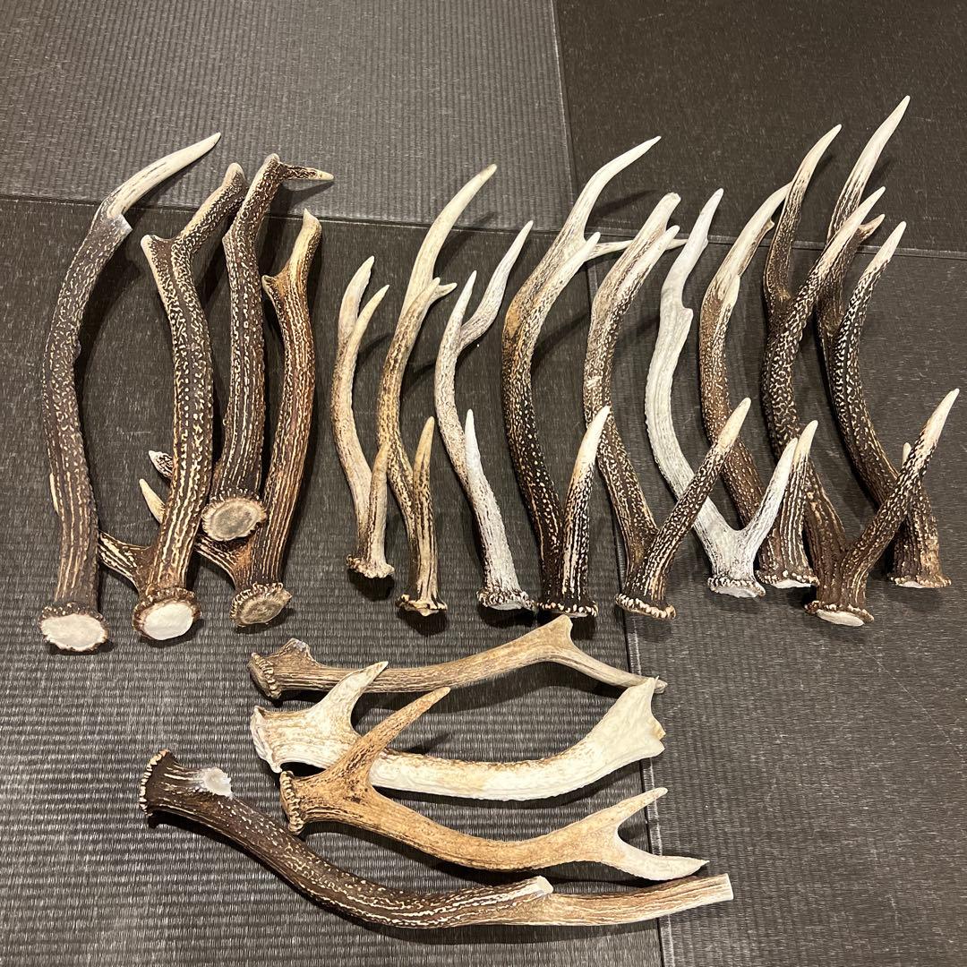 鹿のツノ17本 楽天市場】【ふるさと納税】 鹿角 おすすめ 鹿の角 キーホルダー 1個