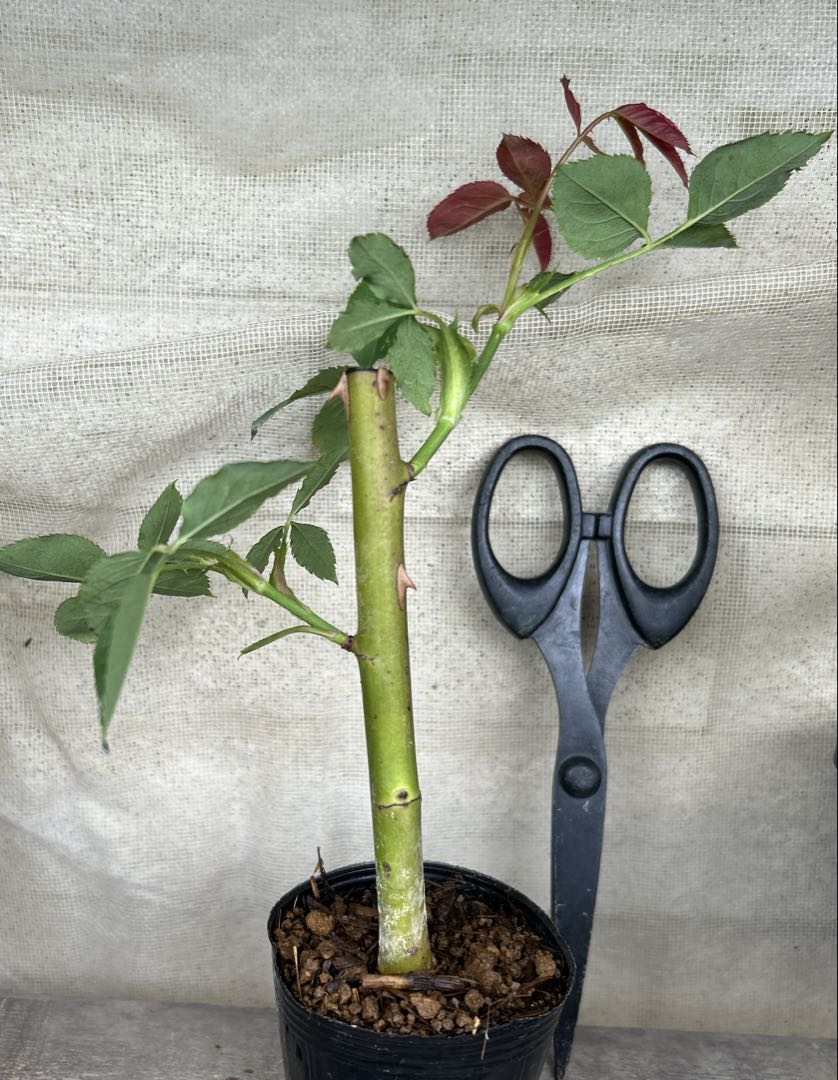 極太 バラ苗 ジェフハミルトン 廃盤 イングリッシュローズ カップ咲き