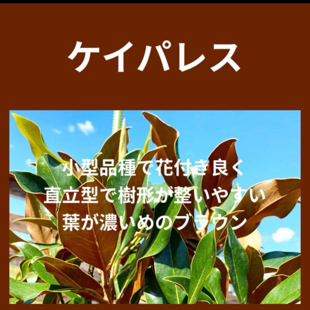 35. ケイパレス マグノリア 泰山木 タイサンボク 苗 苗木 小型品種 A