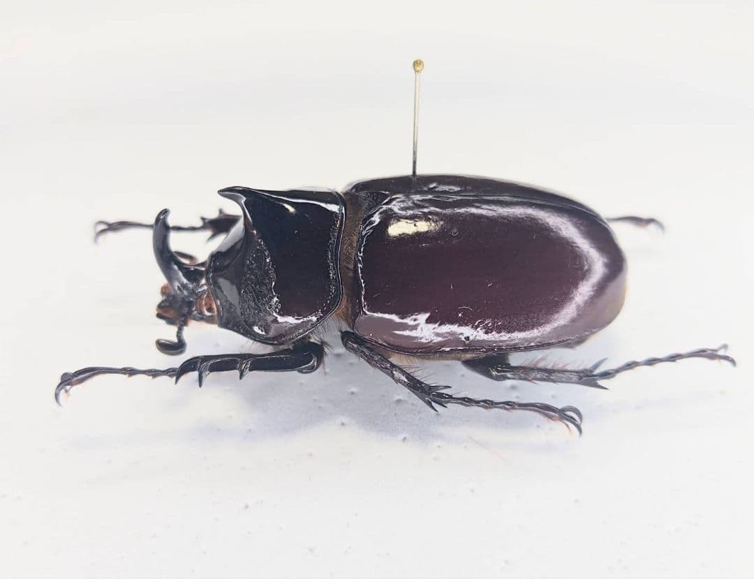 昆虫標本　ガボンオオカブト Amazon | 世界最大コンビのカブトムシの標本 ヘルクレスオオツノカブト