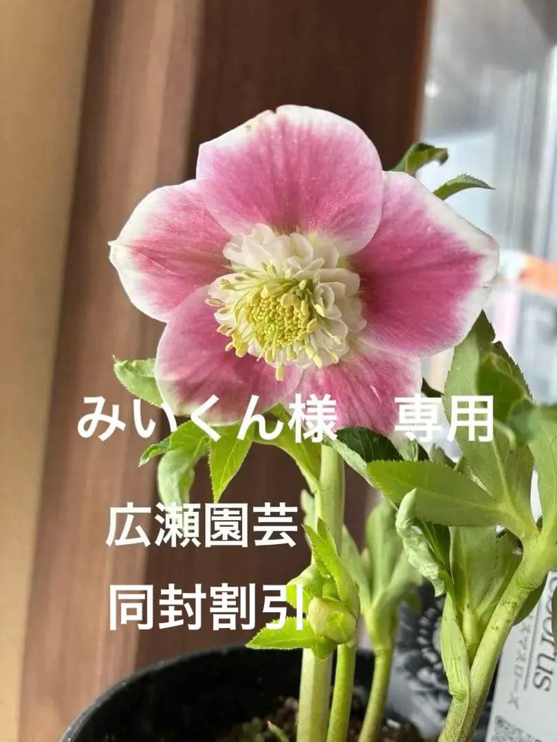 みぃくん　セミダブル白覆輪 ミッフィーのダイカットミラー (WH / ホワイト)| ハシートップイン公式