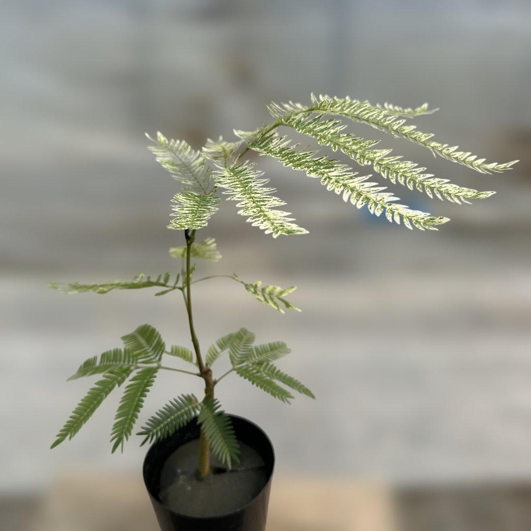 k*p様 エバーフレッシュ斑入り - メルカリ