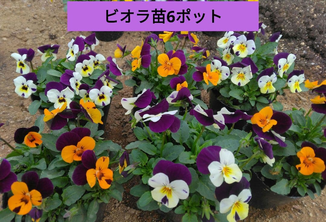 ビオラ苗6ポット 2色咲き - メルカリ