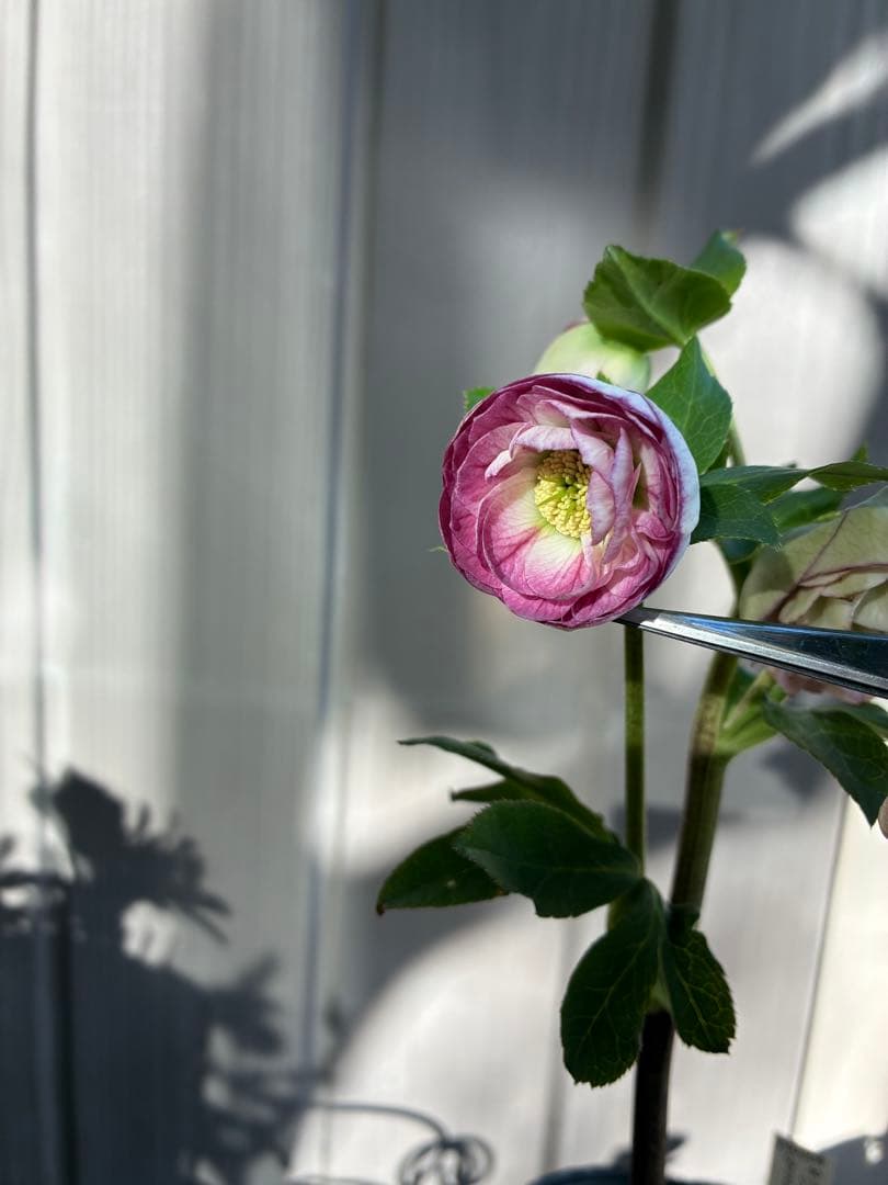 ♡認定♡毬姫　コロコロ咲き