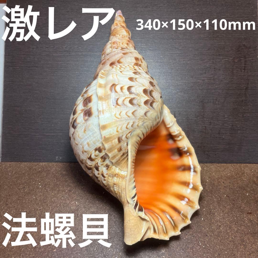 激レア　長崎県産　法螺貝　ホラガイ ホラガイ B品【27cm前後/1個】法螺貝