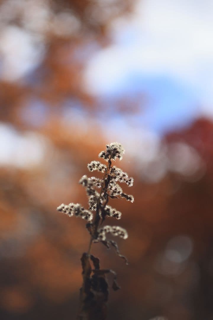 《銘玉》TAMRON SP 90mm F2.5 52BB 【光学美品】
