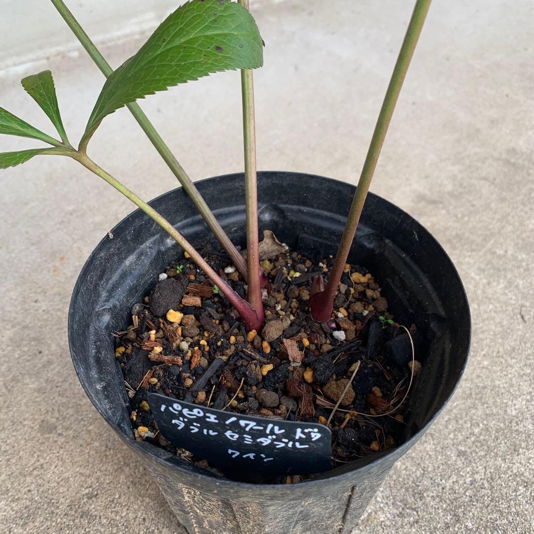 m*み様 クリスマスローズ 株分け苗 パピエ ノワールドゥ 花郷園 - メルカリ