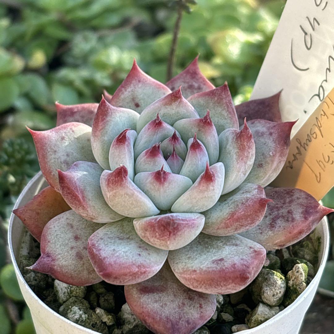 55.【札付き】オーストラリア リンゼアナ サボテン相談室 多肉植物