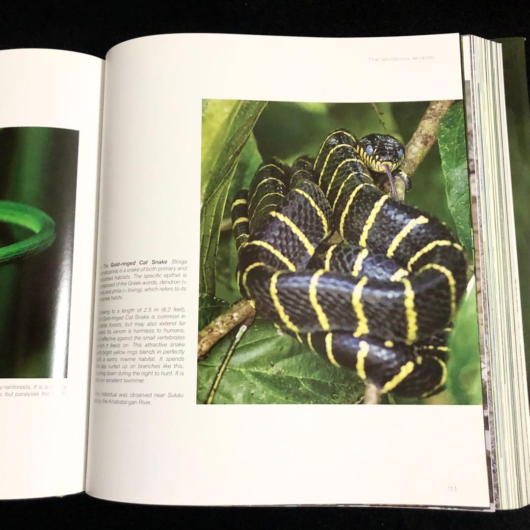 ボルネオ島 野生動物 写真集「Borneo's Wildlife」