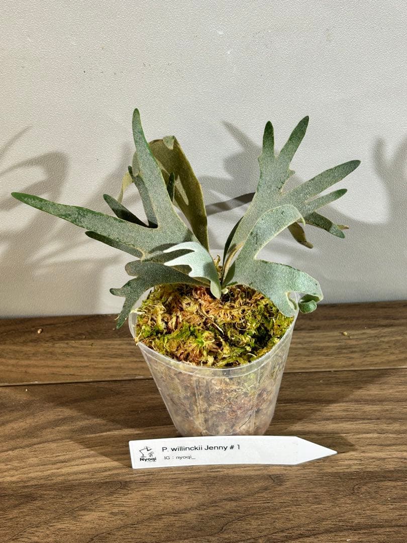 みかん様専用 P. Willinckii Jenny #1 (TC)【36】速達