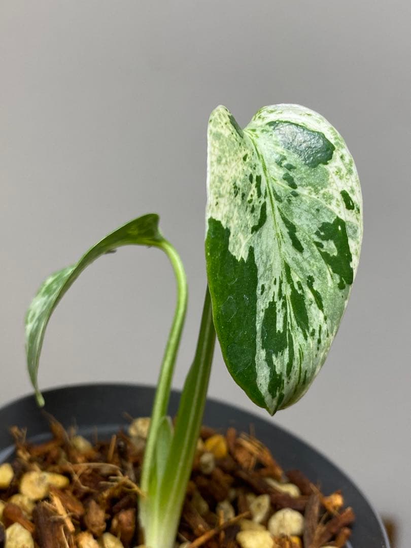 コレクション】モンステラ・デリシオーサ 'ベトシオーサ' - 5 T*T様