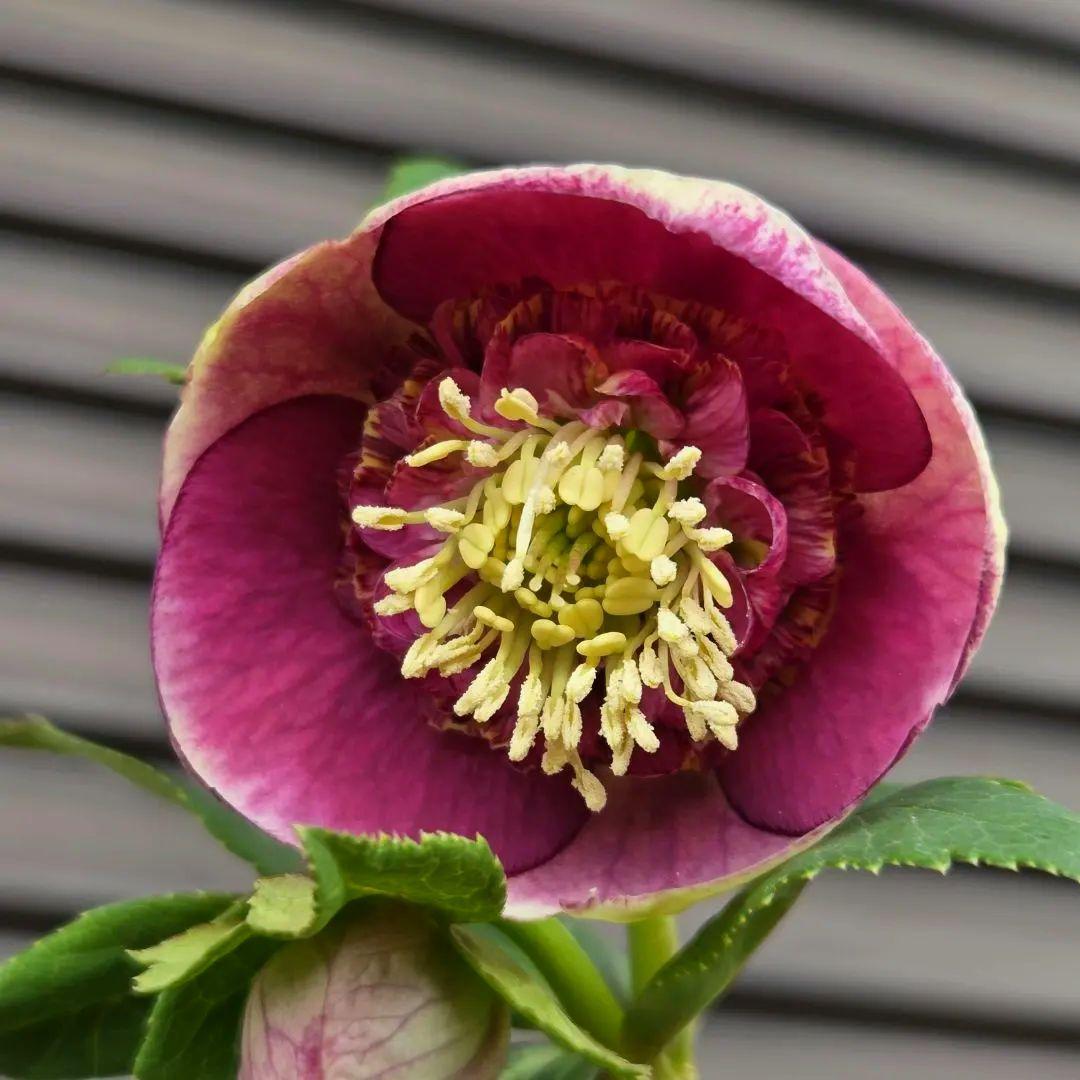 まい様お取り置き専用　加藤農園 認定　【毬姫】sd