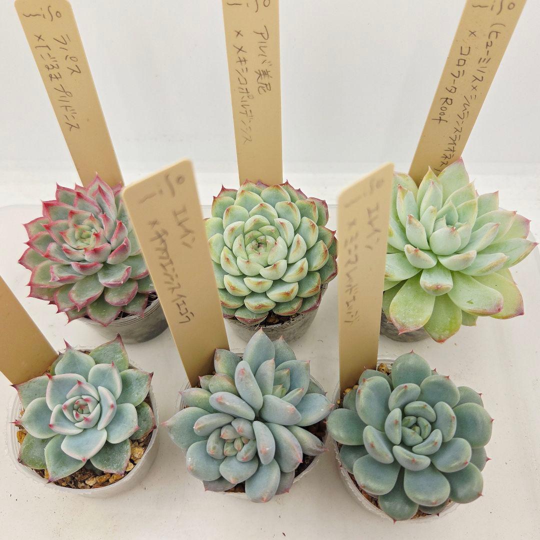 ㊹大きめ ももホイップ❣️ミニマカロン交❣️ルーフ交配❣️発根済6苗