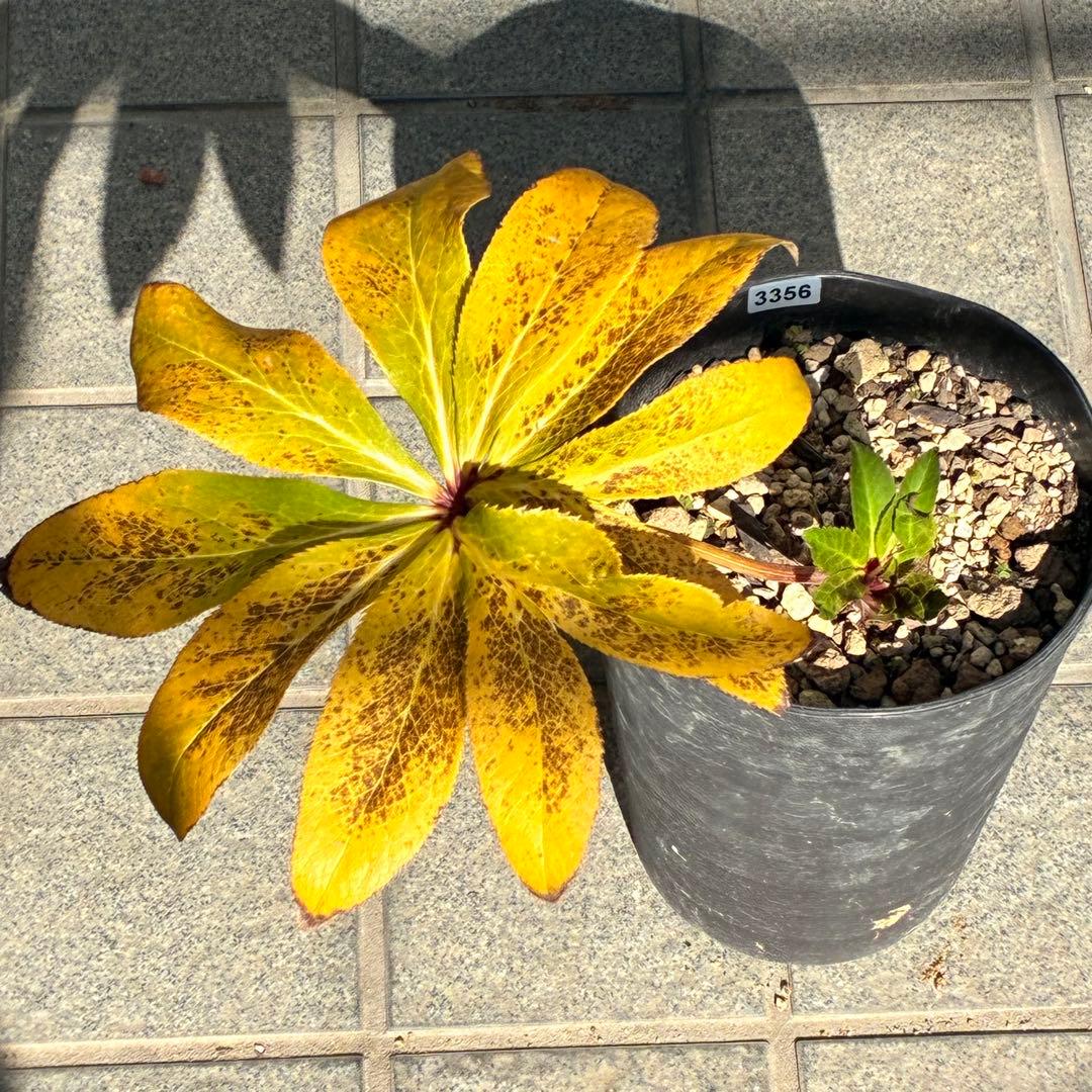 の*ん様 ☘️限定1株☘️未株分け☘️蕾付き☘️3356⭐️極上新色⭐️紅ピンク