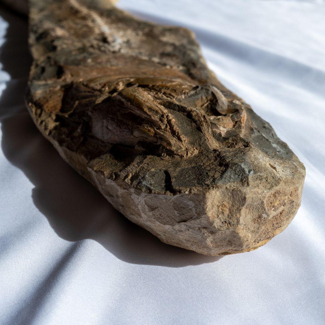 極上 古代魚 パラエロプス 全身 化石 本物 サンタナ層産 67.3cm pe1