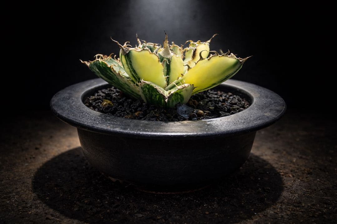 【超超希少株】白鯨錦　縞班　全班【コレクション株】【発根済】【小石原焼】 白鯨 縞班というか全班に近いとにかく希少な白鯨が台湾より入荷しま